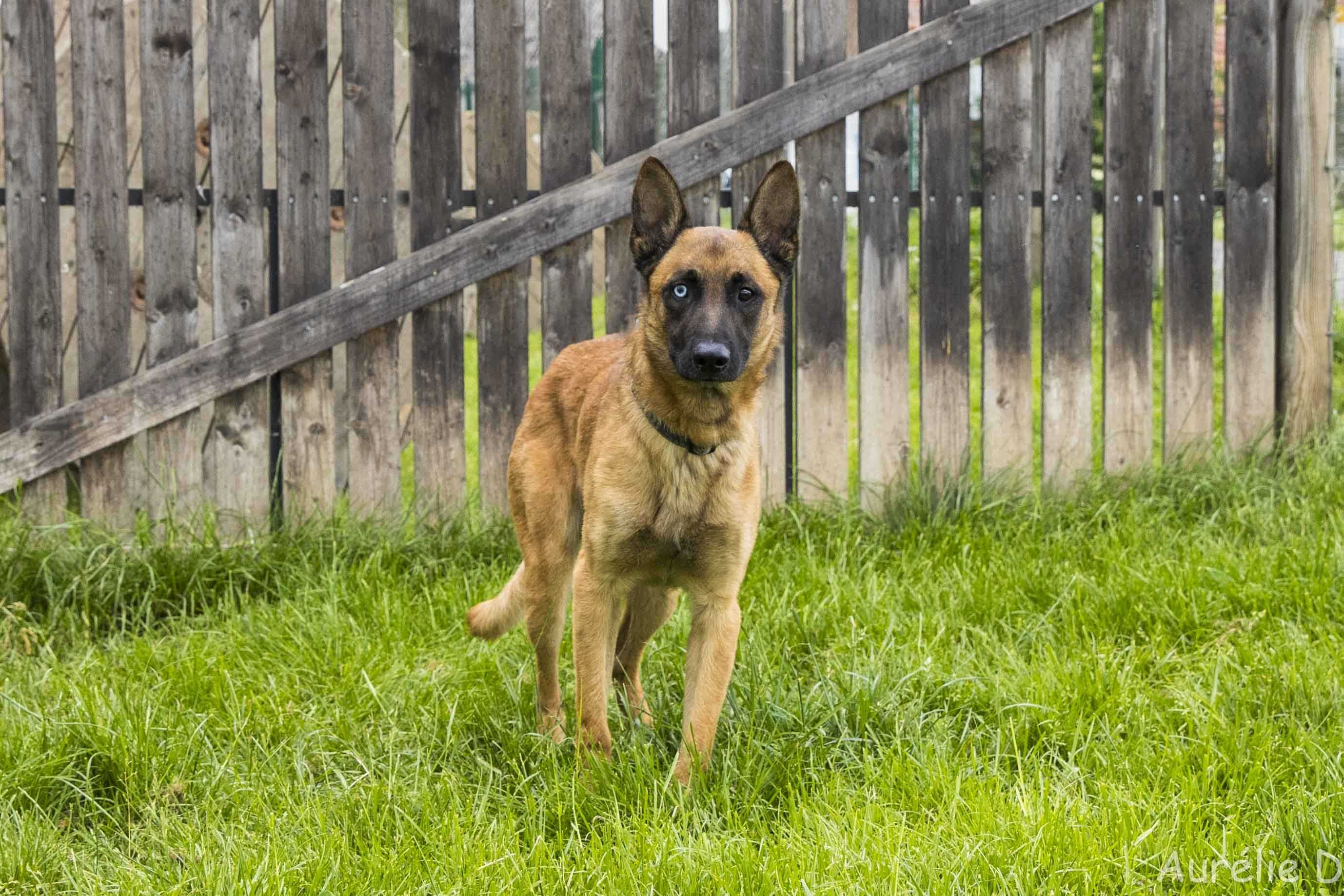 Photo de Balto