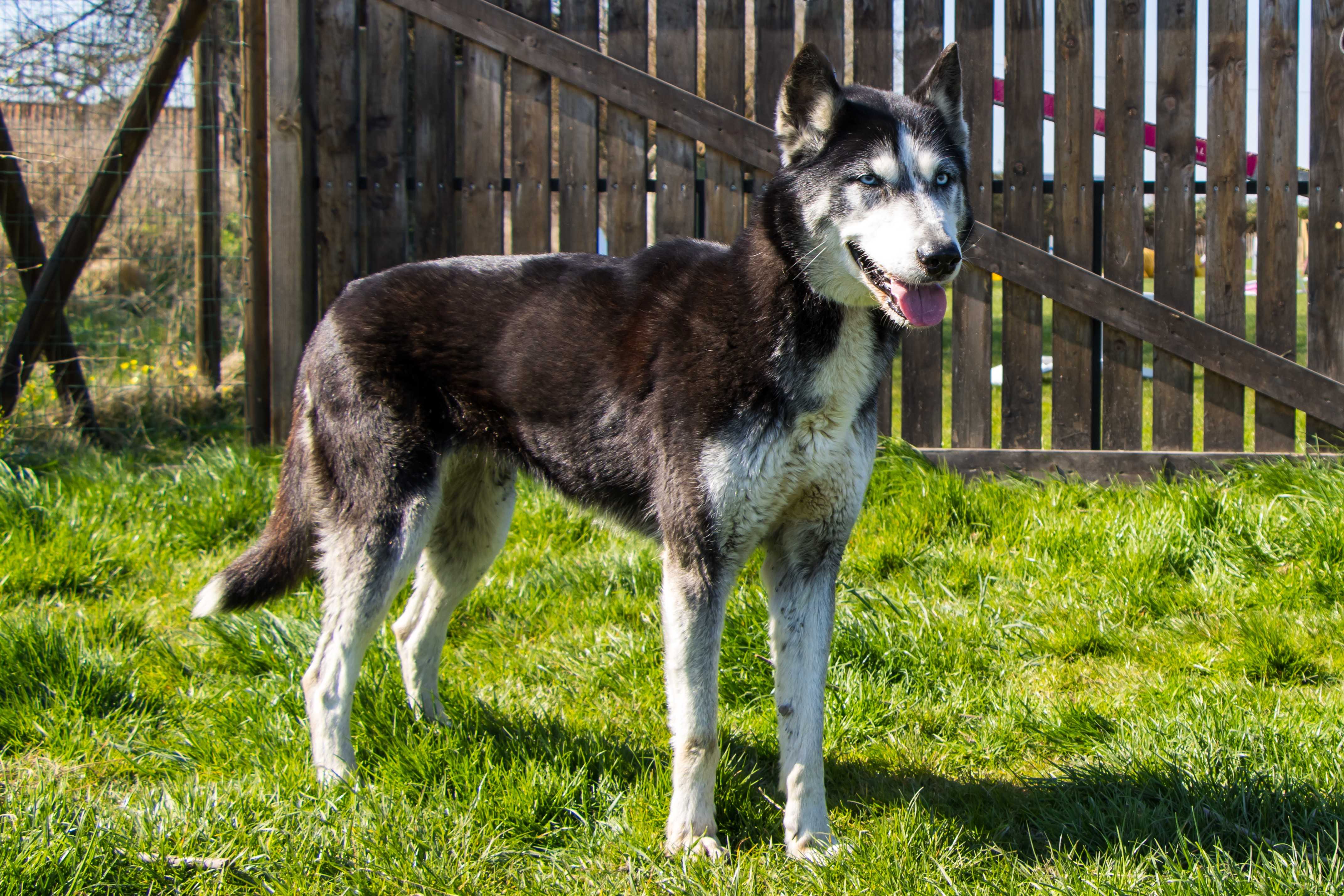 Photo de Laika