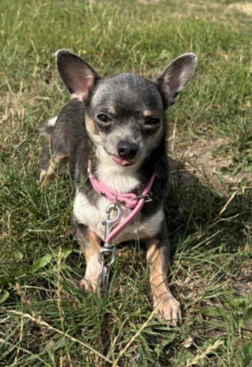 Photo de Muffin
