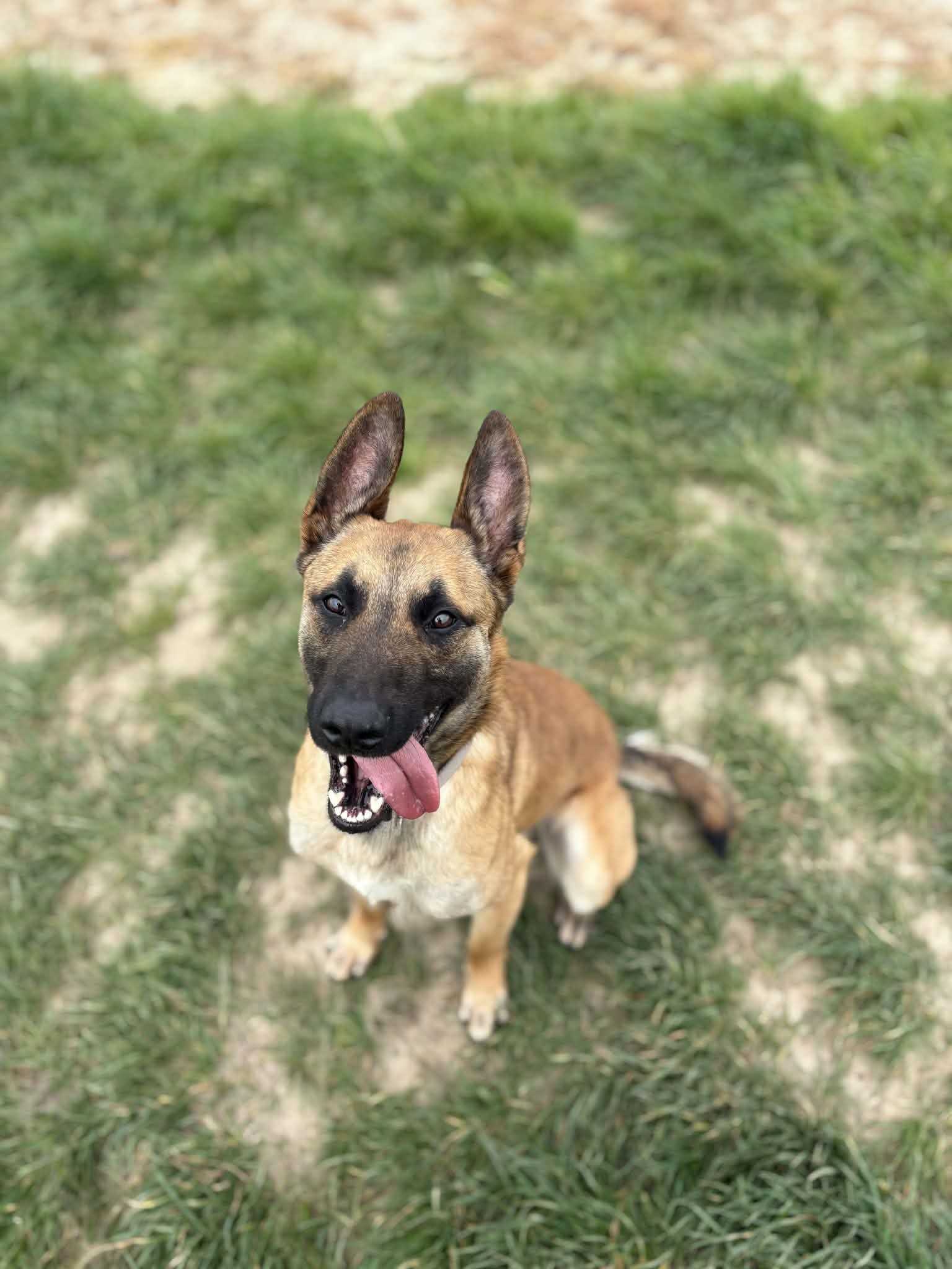 Photo de Thor