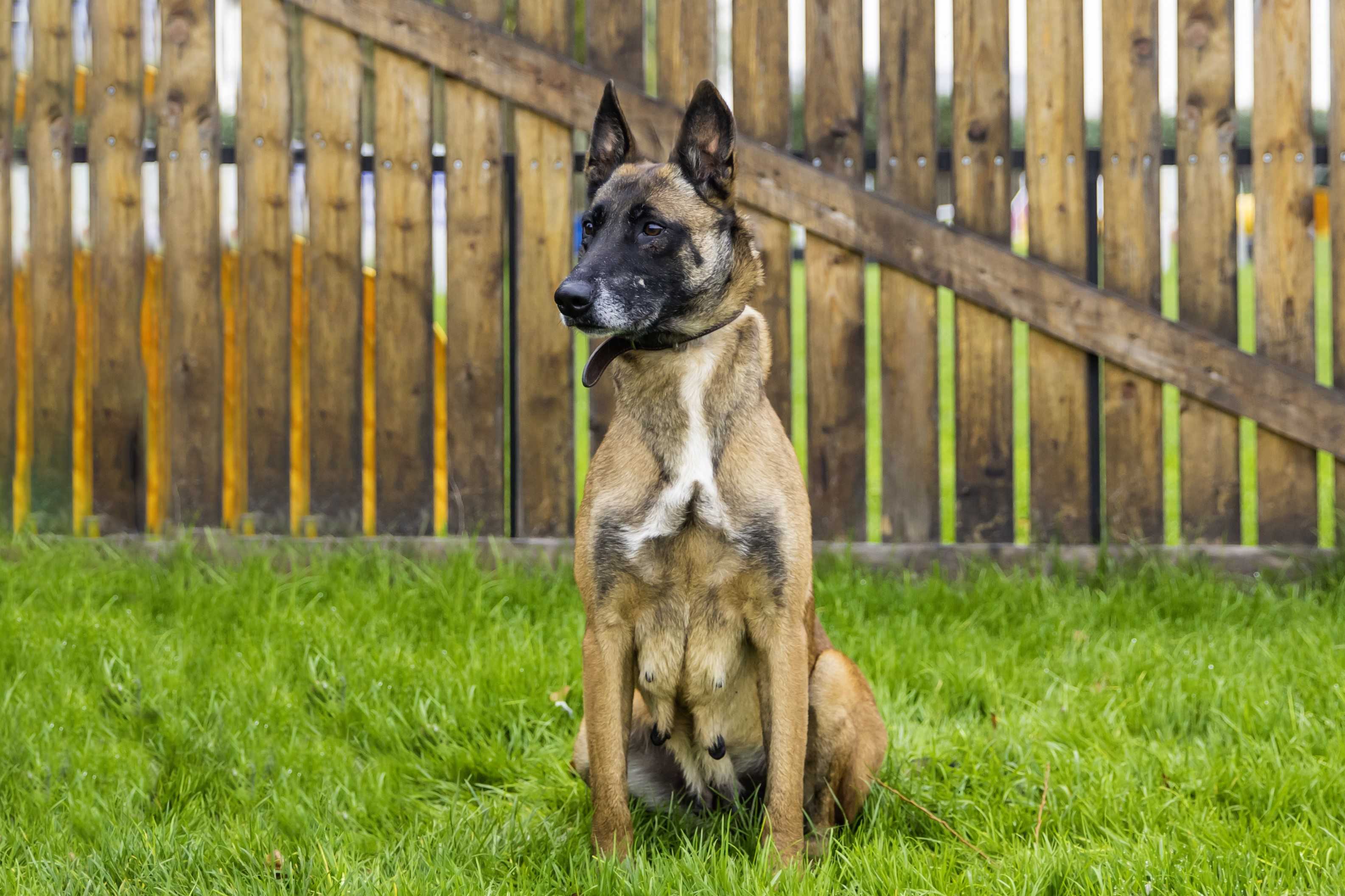 Photo de Nala 